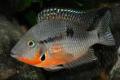 (C. Thorichthys) Firemouth Cichlid
