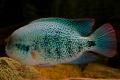 (C. Vieja) Vieja zonatus