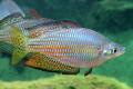 (M. Melanotaenia) Checkered rainbow Adelaide River