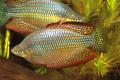 (M. Melanotaenia) Checkered rainbow Flat Rock Creek