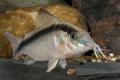 (C. Corydoras) Skunk Cory