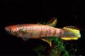 (A. Epiplatys) Epiplatys sexfasciatus