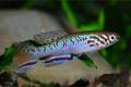 (A. Fundulopanchax) Blue Killi