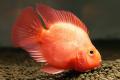 (H. Hybrid) Blood Parrot Cichlid