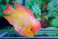 (H. Hybrid) Flowerhorn Cichlid