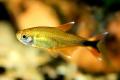 (C. Hasemania) Silvertip tetra