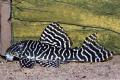 (L. Hypancistrus) L333