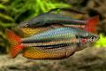 (M. Melanotaenia) Western rainbow