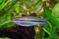 (M. Melanotaenia) Goldie River rainbow