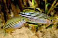 (M. Melanotaenia) Macculloch's rainbow Skull Creek