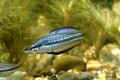 (M. Melanotaenia) Black-banded rainbow