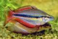 (M. Melanotaenia) Banded rainbow Goyder River