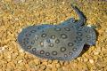 (P. Potamotrygon) Motoro Stingray