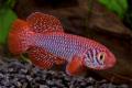 (A. Nothobranchius) Red Finned Nothobranch