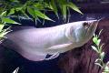 (O. Osteoglossum) Silver Arowana