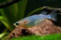 (A. Oryzias) Rice Fish Neon Blue