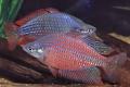 (M. Melanotaenia) Red-striped rainbow