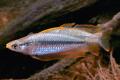 (M. Melanotaenia) Slender rainbow