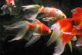 (C. Carassius) Pond Size Goldfish