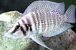 White Calvus