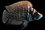 Calvus