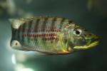 Ctenochromis horei