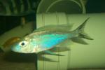 Cyathopharynx foai