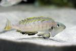 Enantiopus melanogenys