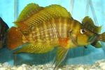 FireFin Compressiceps