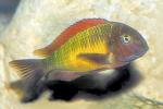 Tropheus Ilangi