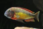 Tropheus Red Rainbow