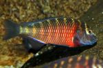 Tropheus Lunangwa Red Cheek