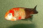 Tropheus sp. \black\ \Karamba\