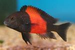 Tropheus Bemba Red