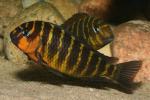 Tropheus Red Cheek