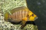 Gold Head Compressiceps