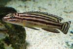 Julidochromis regani