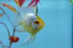 Platinum gold balloon ram