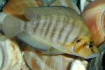 Gold Cheek Compressiceps