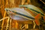 Western rainbow \Yirkala\