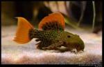 L600 Pleco