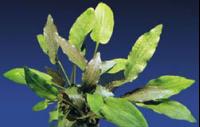 Cryptocoryne-Wendtii-Brown