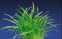 Pigmy-Chain-Sword-Plant