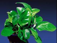 Dwarf-Anubias
