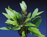 Becketts-Cryptocoryne