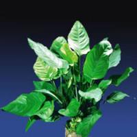 Broad-leafed-Anubias