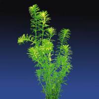 Elodea